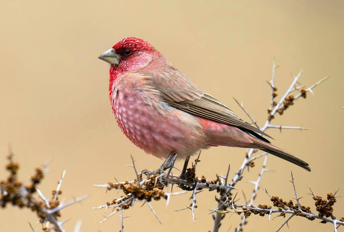 Bird Watching Tours in Jordan – Best Adventure Tours with Jordan Horizons